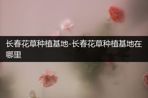 长春花草种植基地-长春花草种植基地在哪里