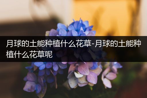 月球的土能种植什么花草-月球的土能种植什么花草呢