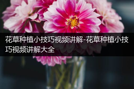 花草种植小技巧视频讲解-花草种植小技巧视频讲解大全