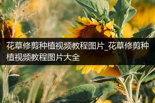 花草修剪种植视频教程图片_花草修剪种植视频教程图片大全