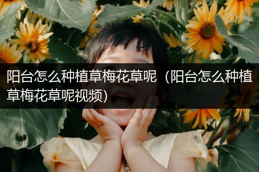 阳台怎么种植草梅花草呢（阳台怎么种植草梅花草呢视频）