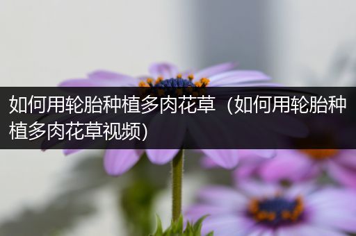 如何用轮胎种植多肉花草（如何用轮胎种植多肉花草视频）