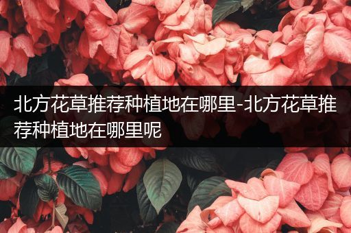 北方花草推荐种植地在哪里-北方花草推荐种植地在哪里呢