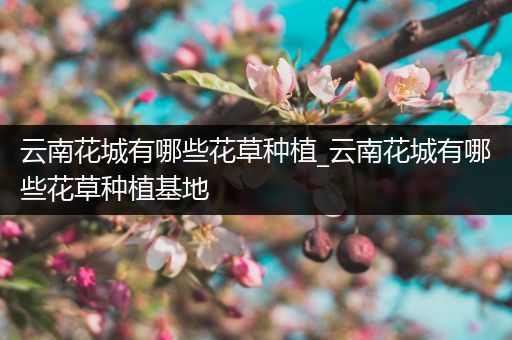 云南花城有哪些花草种植_云南花城有哪些花草种植基地