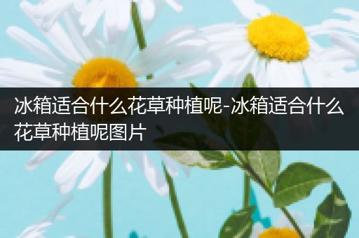 冰箱适合什么花草种植呢-冰箱适合什么花草种植呢图片