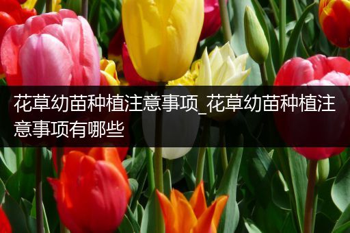 花草幼苗种植注意事项_花草幼苗种植注意事项有哪些