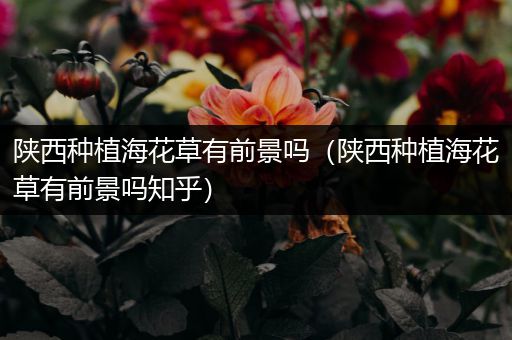 陕西种植海花草有前景吗（陕西种植海花草有前景吗知乎）