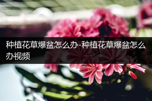种植花草爆盆怎么办-种植花草爆盆怎么办视频