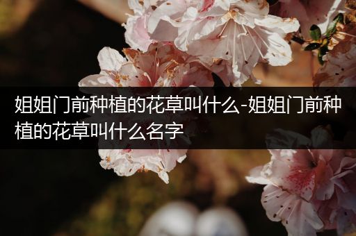 姐姐门前种植的花草叫什么-姐姐门前种植的花草叫什么名字