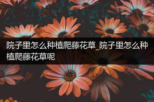 院子里怎么种植爬藤花草_院子里怎么种植爬藤花草呢