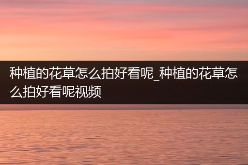 种植的花草怎么拍好看呢_种植的花草怎么拍好看呢视频