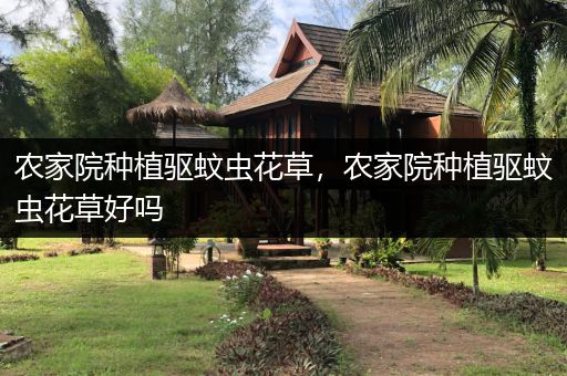 农家院种植驱蚊虫花草，农家院种植驱蚊虫花草好吗
