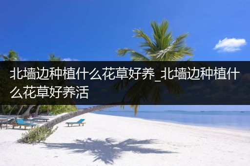 北墙边种植什么花草好养_北墙边种植什么花草好养活
