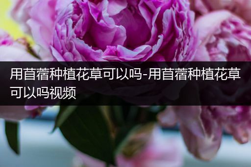 用苜蓿种植花草可以吗-用苜蓿种植花草可以吗视频