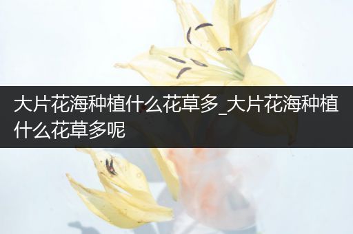 大片花海种植什么花草多_大片花海种植什么花草多呢