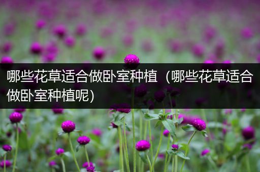 哪些花草适合做卧室种植（哪些花草适合做卧室种植呢）