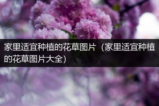 家里适宜种植的花草图片（家里适宜种植的花草图片大全）