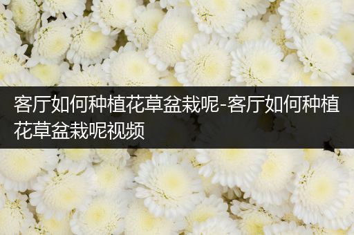 客厅如何种植花草盆栽呢-客厅如何种植花草盆栽呢视频