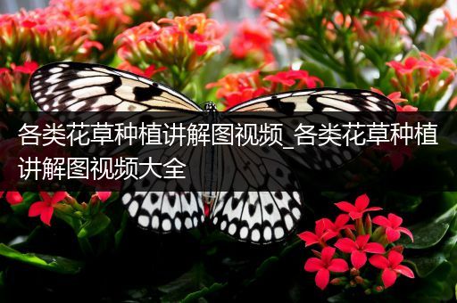 各类花草种植讲解图视频_各类花草种植讲解图视频大全