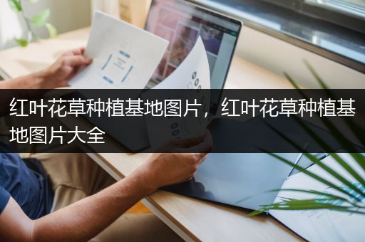 红叶花草种植基地图片，红叶花草种植基地图片大全