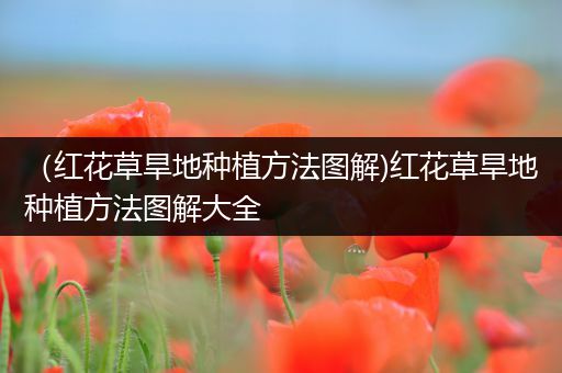 （红花草旱地种植方法图解)红花草旱地种植方法图解大全