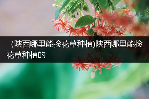 （陕西哪里能捡花草种植)陕西哪里能捡花草种植的