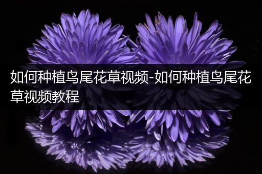 如何种植鸟尾花草视频-如何种植鸟尾花草视频教程