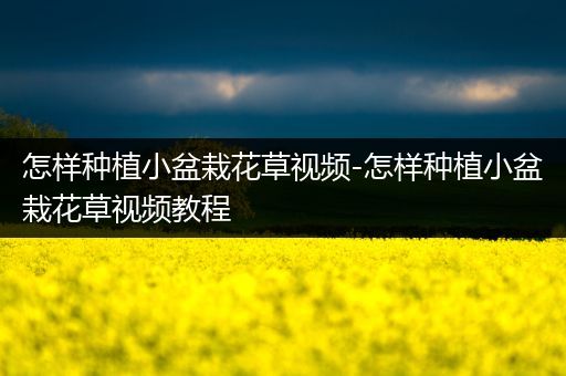 怎样种植小盆栽花草视频-怎样种植小盆栽花草视频教程