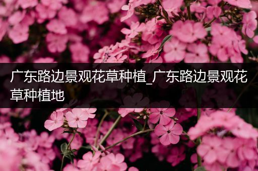 广东路边景观花草种植_广东路边景观花草种植地