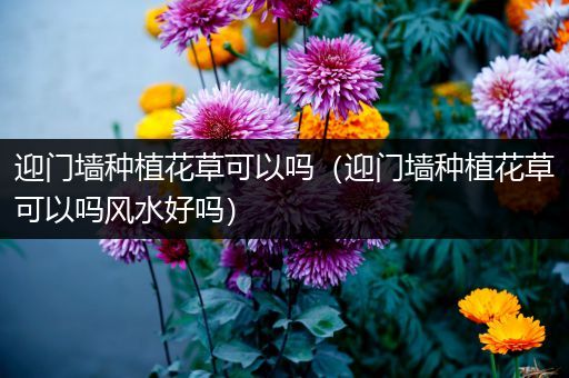 迎门墙种植花草可以吗（迎门墙种植花草可以吗风水好吗）