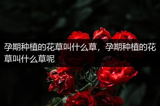 孕期种植的花草叫什么草，孕期种植的花草叫什么草呢