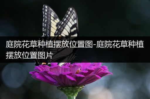 庭院花草种植摆放位置图-庭院花草种植摆放位置图片