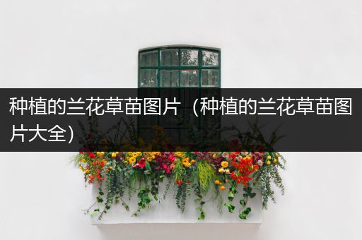 种植的兰花草苗图片（种植的兰花草苗图片大全）
