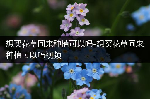 想买花草回来种植可以吗-想买花草回来种植可以吗视频