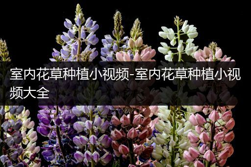室内花草种植小视频-室内花草种植小视频大全