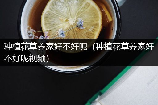 种植花草养家好不好呢（种植花草养家好不好呢视频）