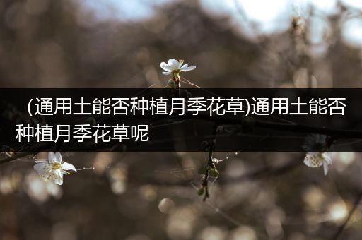 （通用土能否种植月季花草)通用土能否种植月季花草呢