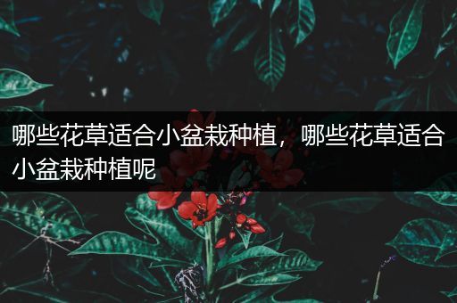 哪些花草适合小盆栽种植，哪些花草适合小盆栽种植呢