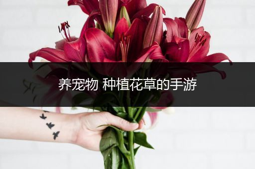 养宠物 种植花草的手游