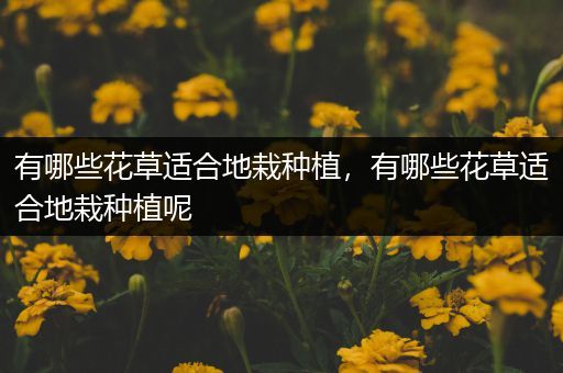有哪些花草适合地栽种植，有哪些花草适合地栽种植呢