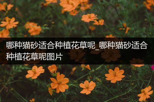 哪种猫砂适合种植花草呢_哪种猫砂适合种植花草呢图片