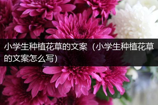 小学生种植花草的文案（小学生种植花草的文案怎么写）