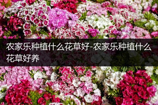 农家乐种植什么花草好-农家乐种植什么花草好养