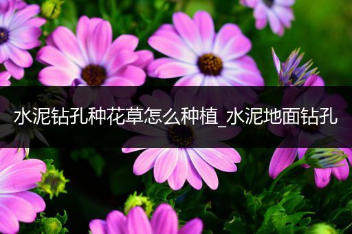 水泥钻孔种花草怎么种植_水泥地面钻孔