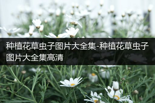 种植花草虫子图片大全集-种植花草虫子图片大全集高清