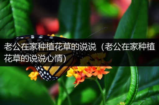 老公在家种植花草的说说（老公在家种植花草的说说心情）