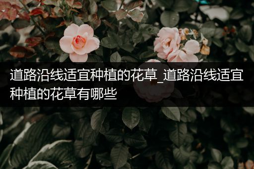 道路沿线适宜种植的花草_道路沿线适宜种植的花草有哪些