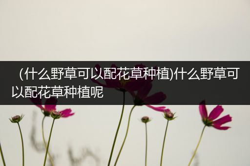 （什么野草可以配花草种植)什么野草可以配花草种植呢