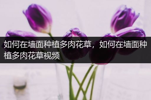 如何在墙面种植多肉花草，如何在墙面种植多肉花草视频