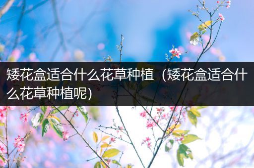 矮花盒适合什么花草种植（矮花盒适合什么花草种植呢）
